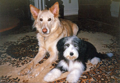 Pupper and Megan were best friends. They are shown here on the carpet in the living room.